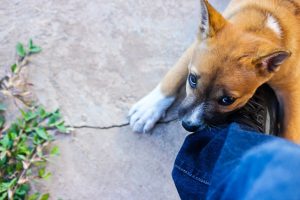 Can I Be Compensated for a Dog Bite - Recovering Compensation